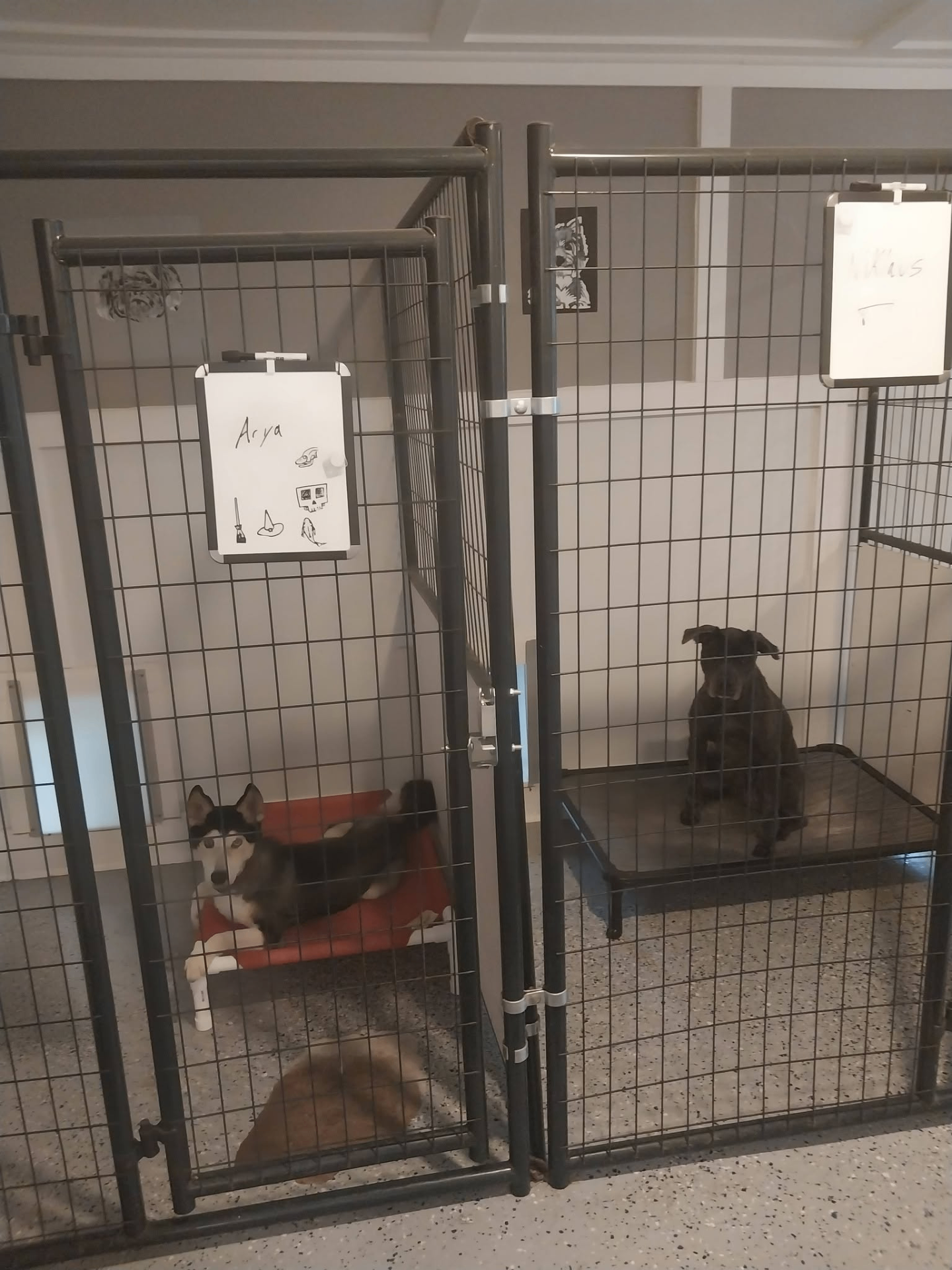 Happy dogs relaxing at the spa
